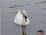 Mute Swan