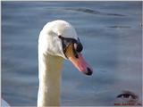 Mute Swan