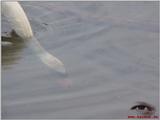 Mute Swan