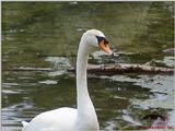 Mute Swan