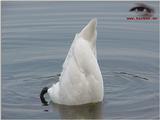 Mute Swan