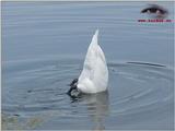 Mute Swan