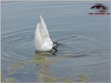 Mute Swan