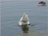 Mute Swan