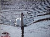 Mute Swan