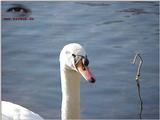 Mute Swan