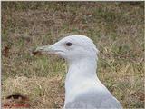 Gull