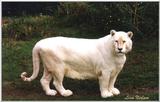 all white tiger3 - 220-22.jpg (1/1)