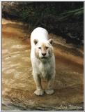 all white tiger5 - 220-25.jpg (1/1)