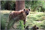 hyena at busch gardens FL -- Spotted Hyena