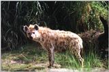 hyaena - 235-5.jpg (Spotted Hyena)