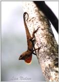 Re: lizard pictures - 235-8.jpg (1/1)