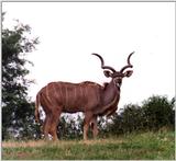Re: Bro's Pics Kudu at San Diego Zoo - 236-2.jpg (1/1)