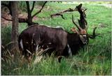 male nyala - 238-21.jpg (1/1)