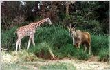 giraffe, eland - 238-23.jpg (1/1)