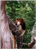 red tree kangaroo - 238-9.jpg (1/1)