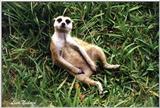 meerkat - 242-9.jpg (1/1)