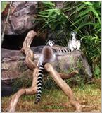 ringtail lemurs - 243-22.jpg (1/1)