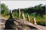 more meerkatx - 246-16.jpg (1/1)