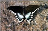 What kind of butterfly? - 246-24.jpg (1/1)