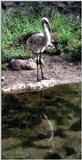 baby flamingo - 247-1.jpg (1/1)