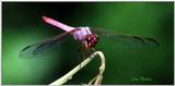 Dragonfly - 247-11.jpg (1/1)