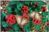 white peacock butterfly? - 249-2.jpg