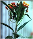 spider eating a wasp - 249-4.jpg (1/1)