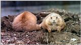 prairie dogs at DC zoo - 249-6.jpg (1/1)