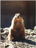 prairie dog - 250-15.jpg (1/1)
