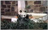 panda, actually attaching file this time - 250-2.jpg (1/1)