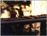 lion and reflection - 251-14.jpg (1/1)