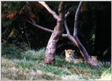 cheetah - 251-18.jpg (1/1)