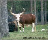 watusi - 253-1.jpg (1/1)