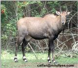 male nilgai - 253-11.jpg - nilgai or blue bull (Boselaphus tragocamelus)