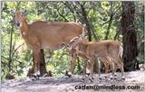 female and young nilgai - 253-12.jpg - nilgai or blue bull (Boselaphus tragocamelus)