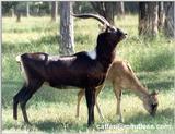 Nile lechwe (Kobus megaceros)