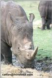 white rhino - 254-5.jpg (1/1)