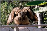 owl - 256-17.jpg (1/1)