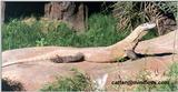 komodo dragon - 256-19.jpg (1/1)