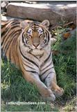 tiger2 - 257-20.jpg (1/1)