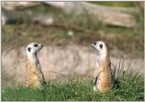 meerkats - 258-19.jpg (1/1)