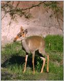 dik-dik - 258-20.jpg