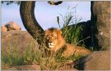 male African lion - 258-25.jpg (1/1)
