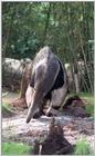 giant anteater - 259-1.jpg (1/1)