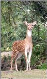 axis deer - 259-13.jpg - chital (Axis axis)