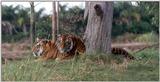 tigers - 259-20.jpg (1/1)
