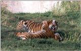 tigers playing  3 - 259-25.jpg (1/1)