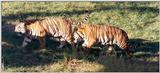 tigers playing 2 - 260-13.jpg (1/1)