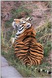 tiger1 - 260-3.jpg (1/1)